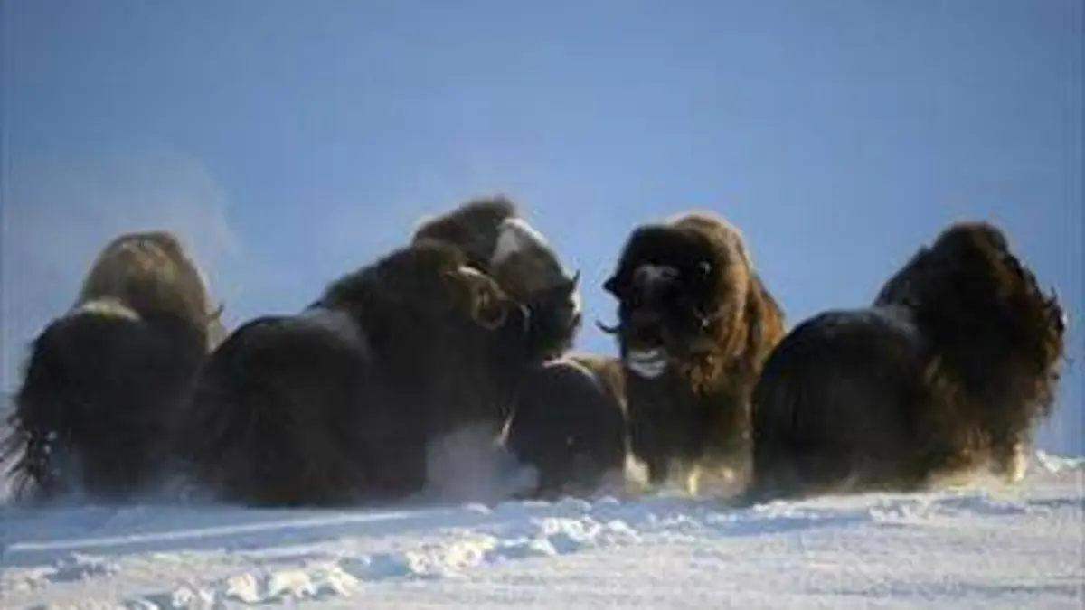 Scandinavie, l'appel du Nord