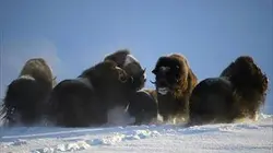 Visuel de Scandinavie, l'appel du Nord