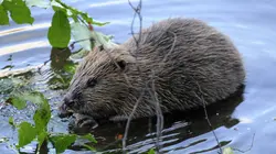 Scandinavie, terre sauvage S01E03 Les forêts