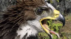 Scandinavie, terre sauvage S01E02 Le Littoral