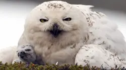 Scandinavie, terre sauvage S01E03 Les forêts