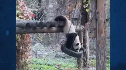 Science of Stupid  S02E34 Spécial Nature