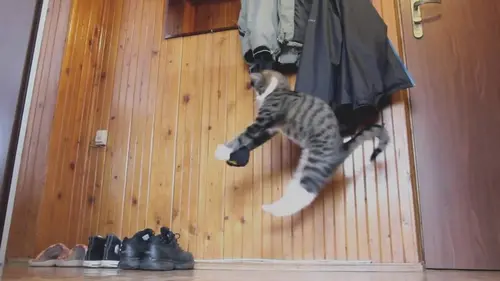 Science of Stupid E01 Les chiens et leurs amis