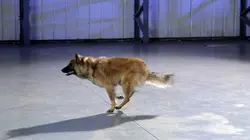 Science of Stupid S02E33 Spécial Chiens