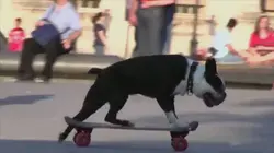 Science of Stupid S02E33 Spécial Chiens