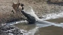 Science of Stupid  S02E34 Spécial Nature