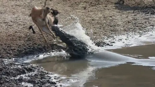 Science of Stupid S02E34 Spécial Nature