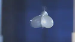 Science of Stupid