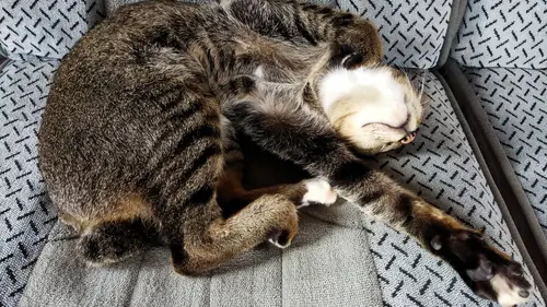 Science of Stupid Compilations E09 Nos amis les chats