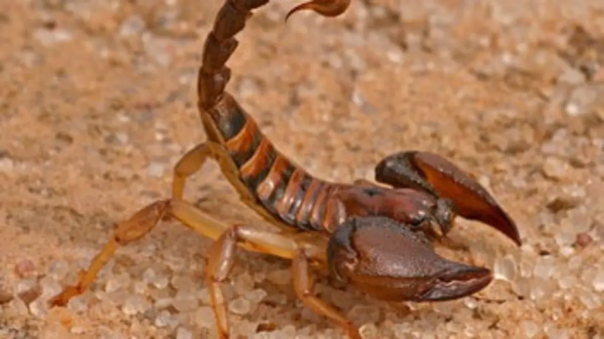 Scorpion, le tueur aux huit pattes