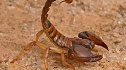 Visuel de Scorpion, le tueur aux huit pattes