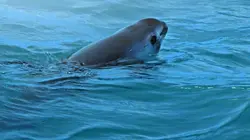 Sea of Shadows en streaming