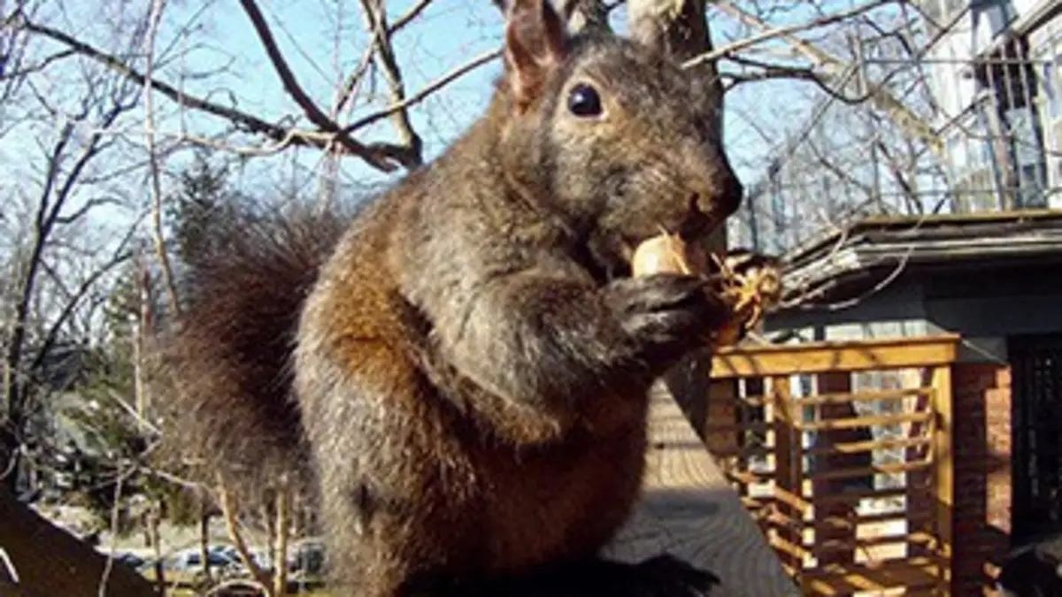 Secrets d'écureuils