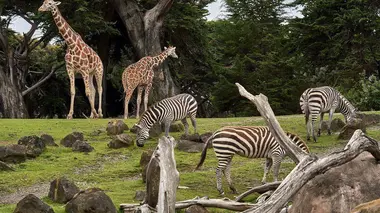 Out of Arica en Auvergne, le zoo de tous les records