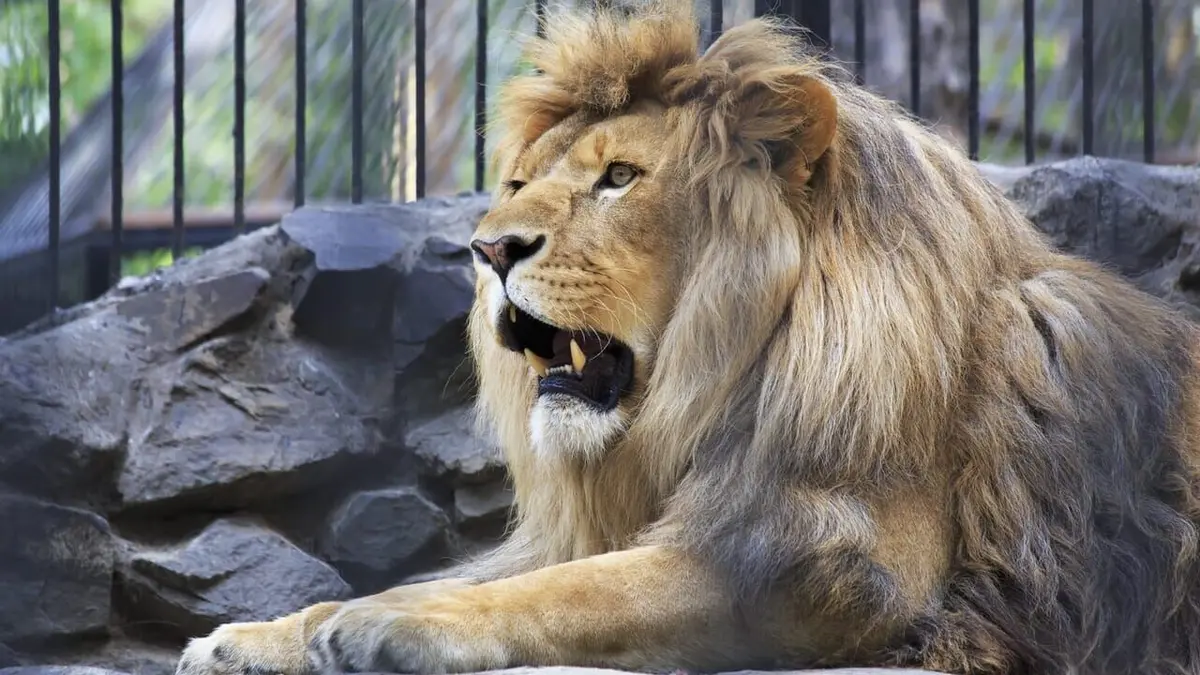 Secrets de conso Out of Africa en Auvergne, le zoo de tous les records