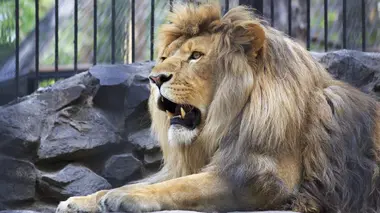 Out of Africa en Auvergne, le zoo de tous les records