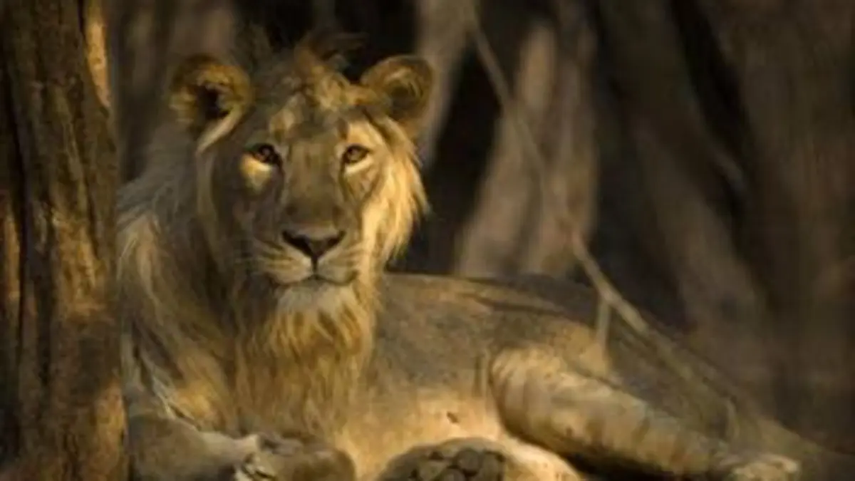 Secrets de l'Inde sauvage E03 Le désert du lion