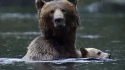 Visuel de Secrets de la nature sauvage