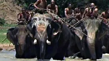 Au coeur de la forêt tropicale