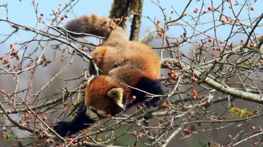 Le royaume des pandas
