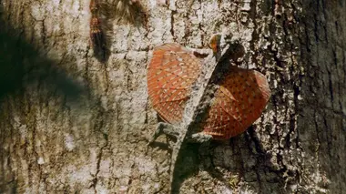 L'île aux forêts tropicales