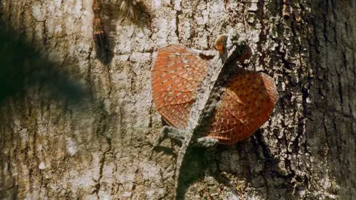 Secrets sauvages de Chine L'île aux forêts tropicales