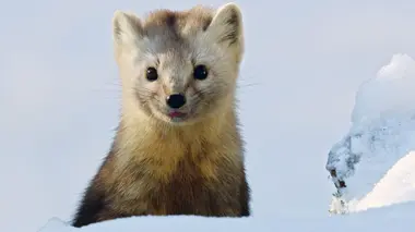 Au pays du tigre de l'Amour