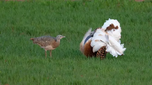 Casting Séductions animales dans la péninsule ibérique