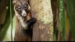 Selva, la forêt sous les tropiques