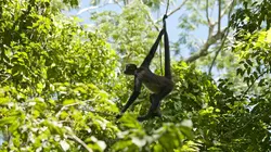 Selva, la forêt sous les tropiques