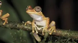 Selva, la forêt sous les tropiques