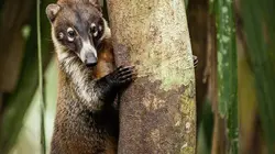 Selva, la forêt sous les tropiques