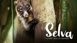 Selva, la forêt sous les tropiques