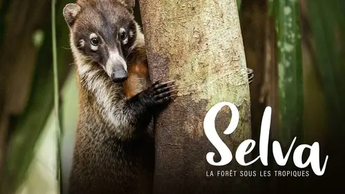 Selva, la forêt sous les tropiques