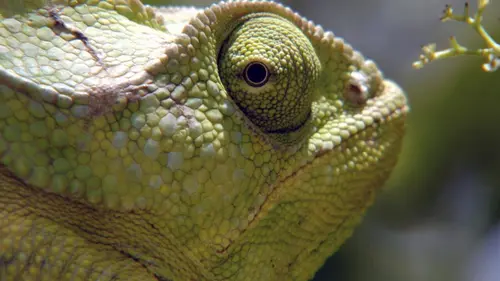 Sensations animales Voir et être vu