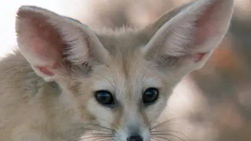 Sensations animales Le langage des sons