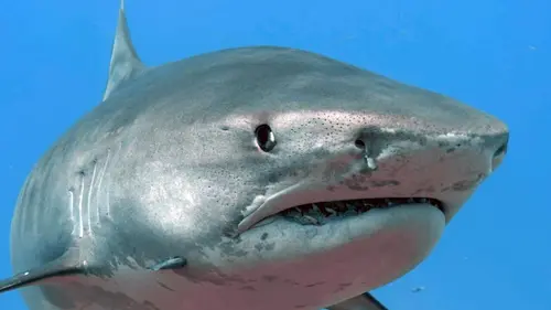 Sensations animales A l'affût des vibrations