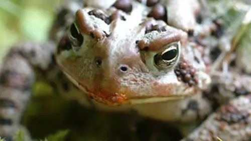 Sentinelles de la nature S03E06 Australie