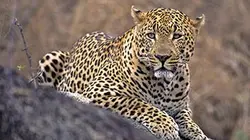 Sentinelles de la nature Sultanat d'Oman