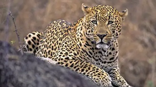 Sentinelles de la nature Sultanat d'Oman