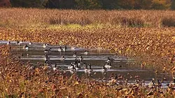Sentinelles de la nature Massachusetts