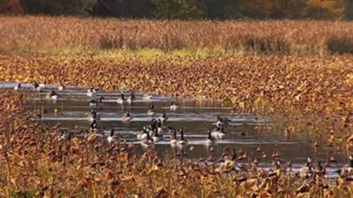 Sentinelles de la nature Massachusetts