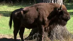 Sentinelles de la nature E17 La Pologne