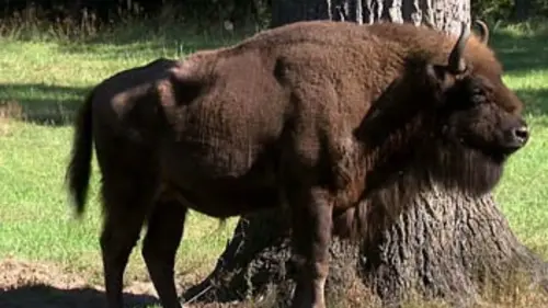 Sentinelles de la nature E17 La Pologne