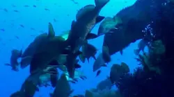 Sentinelles de la nature E26 La Sardaigne