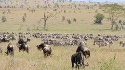 Visuel de Serengeti