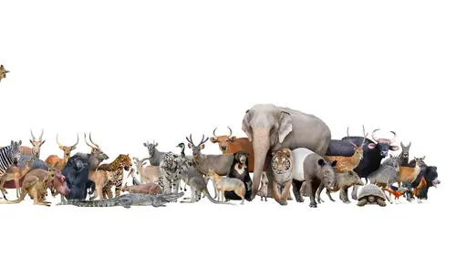 Serengeti S01E01 L'aube d'une nouvelle ère