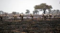 Serengeti