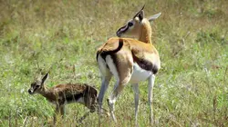Serengeti, la grande cavalcade des animaux