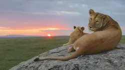 Serengeti, la grande cavalcade des animaux